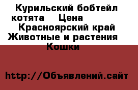 Курильский бобтейл котята  › Цена ­ 10 000 - Красноярский край Животные и растения » Кошки   
